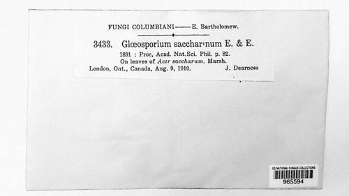 Gloeosporium saccharinum image